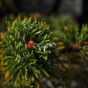 by Anca Schipor - Flowers Flowers in the Wild