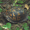 Eastern Box Turtle