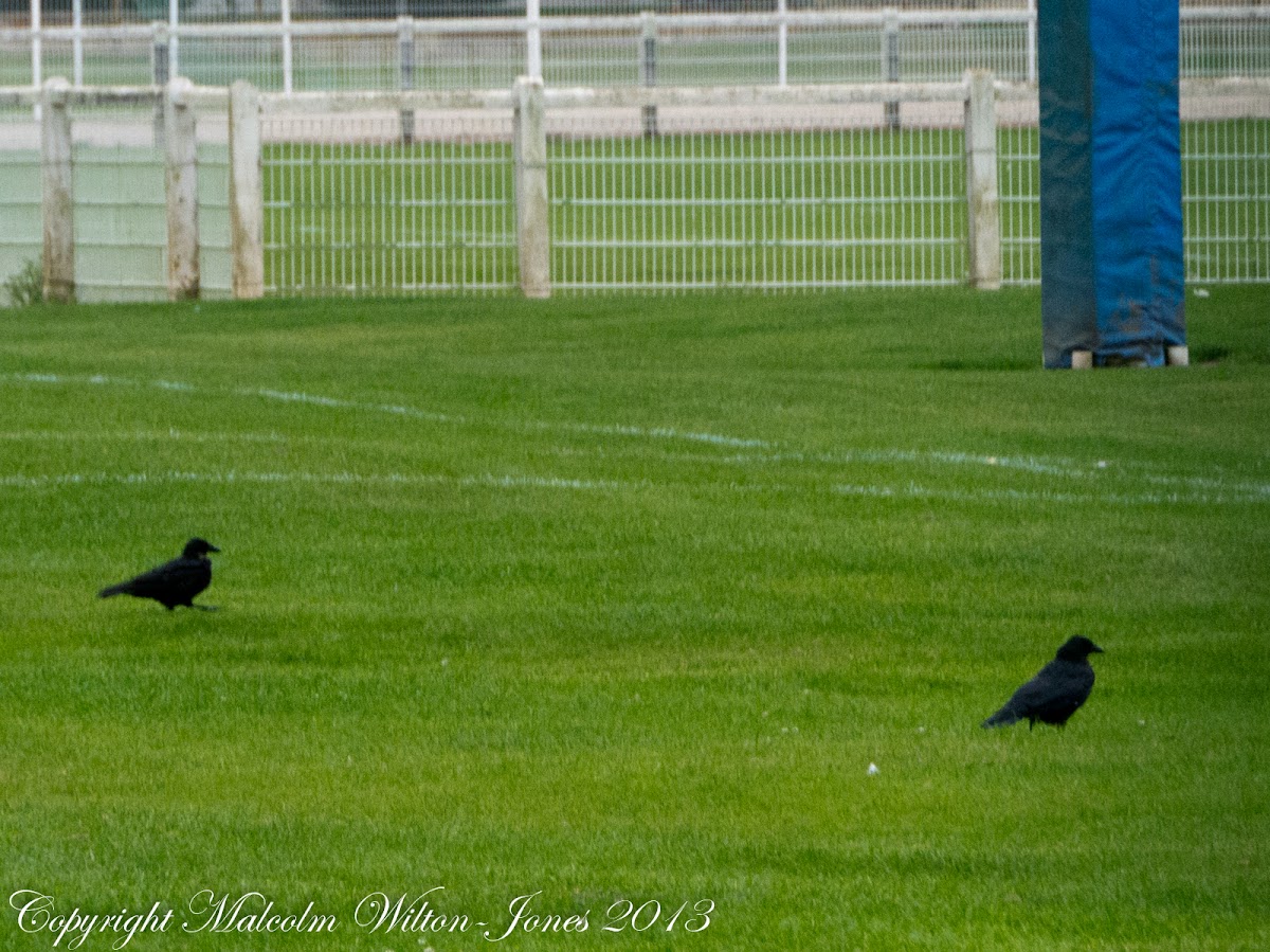 Carrion Crow