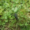 Kleine Eichenbock - capricorn beetle