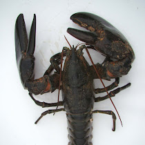 Tidepool Crustaceans