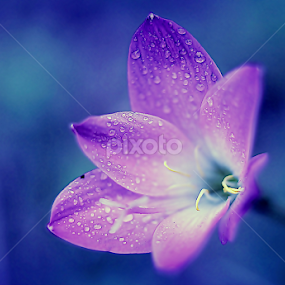 by Yuliani Liputo - Flowers Single Flower