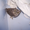 Western Screech Owl