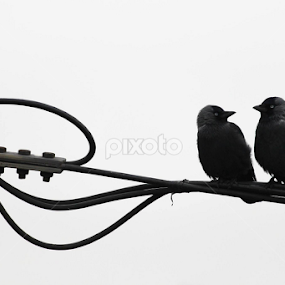 talk show by Stramboaia Gelu - Animals Birds