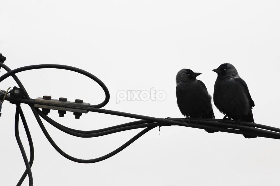 talk show by Stramboaia Gelu - Animals Birds