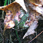 Northern Cricket Frog