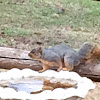 Fox Squirrel