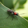 Wasp mimic capsid bug