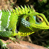 common green forest lizard