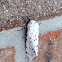 Giant Leopard Moth