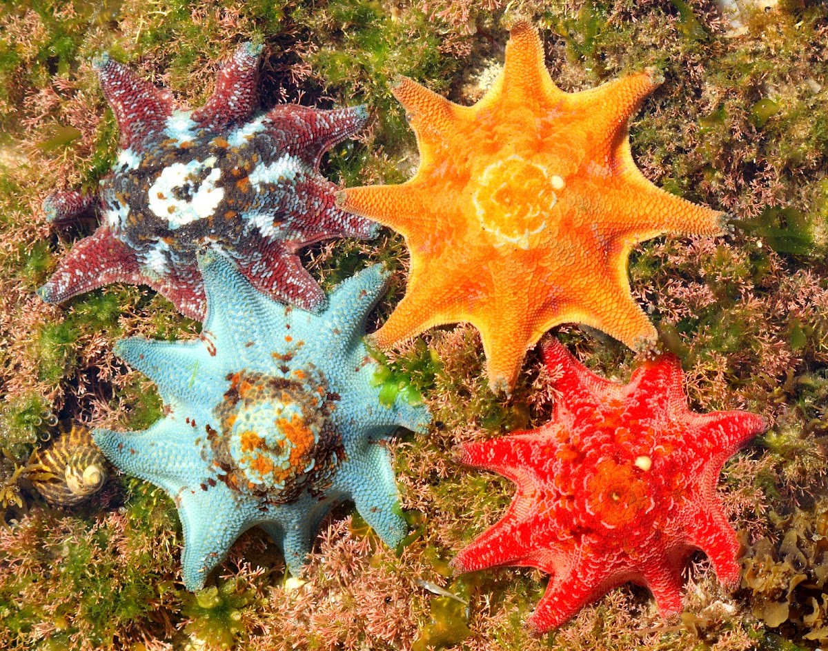 Морские звезды бассейн. Морская звезда. Водные звезды. Морская звезда монстр. Морская звезда арт.