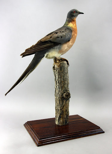 Gefahrdete Biodiversitat Chicago Academy Of Sciences Peggy Notebaert Nature Museum Google Arts Culture