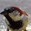 House sparrow (pardal)