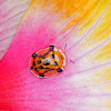 Orange Tortoise Beetle