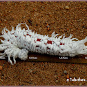 Butternut woolly worm