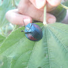 Blue Tortoise Beetle