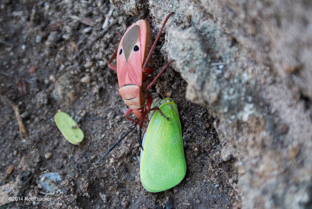 Kapok Bug with Flatid Planthopper