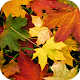 Autumn Leaves Live Wallpaper APK