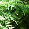 Ebony Jewelwing damselflies (mating pair)