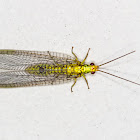 Lacewing