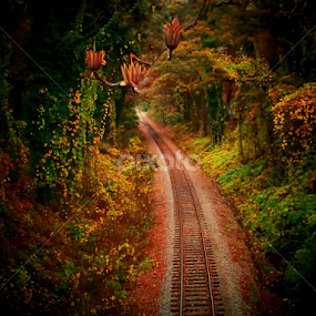 Just Up Ahead by Michael Grado - Transportation Railway Tracks