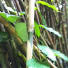 Common Bamboo