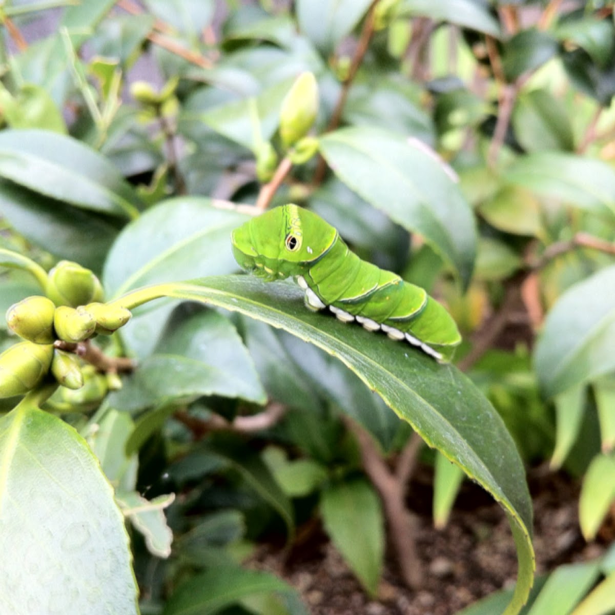 Tiger Swallowtail Caterpillar