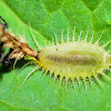 Mottled Tortoise Beetle Larva