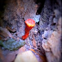 Red Mushroom