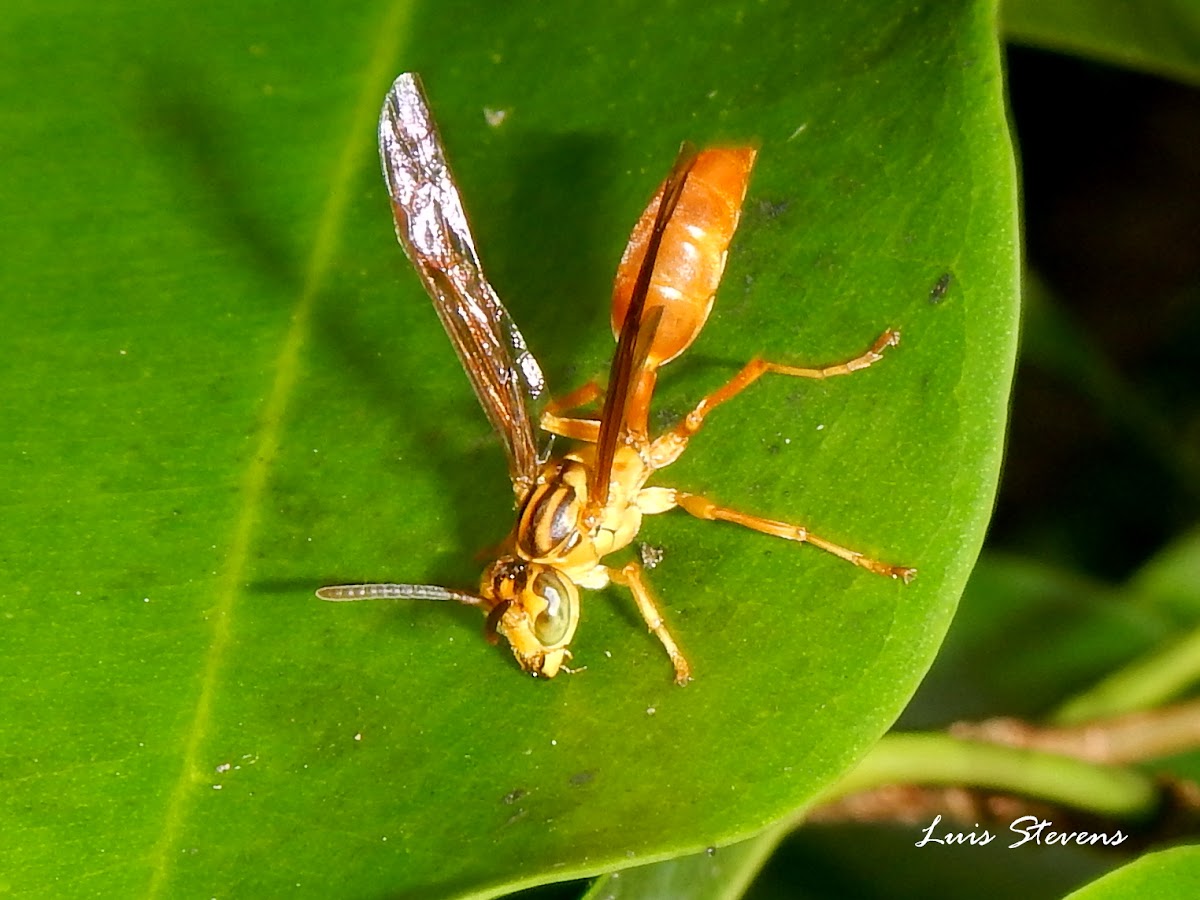 Polistine Wasp