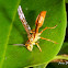 Polistine Wasp
