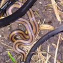 Regal Black-striped Snake