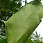 Weaver Ant nest