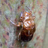 molted exoskeleton, cicada