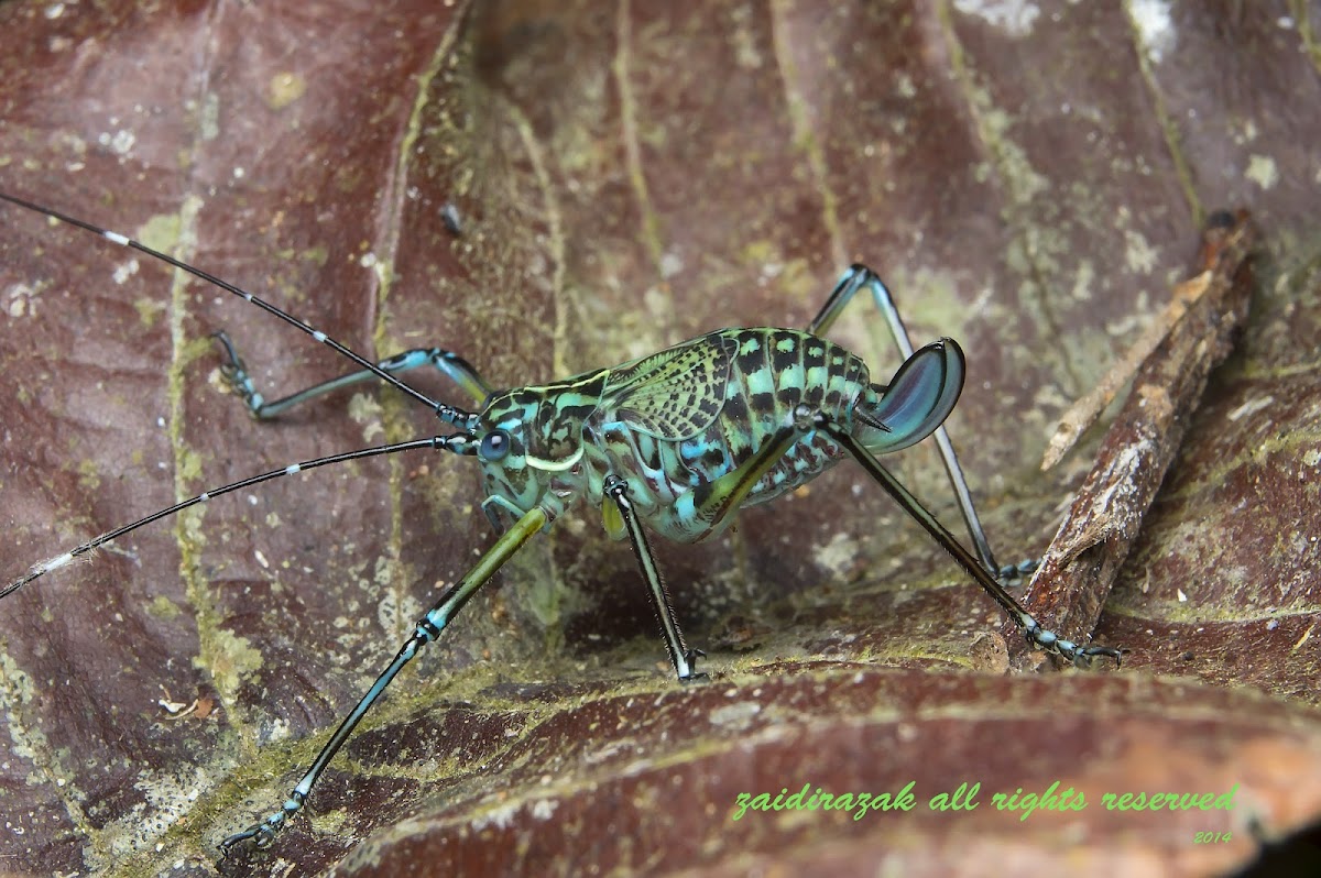 nymph of ornate katydid