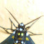 Arctiid Moth
