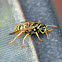 European Paper Wasp