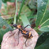 Ant mimicking bug