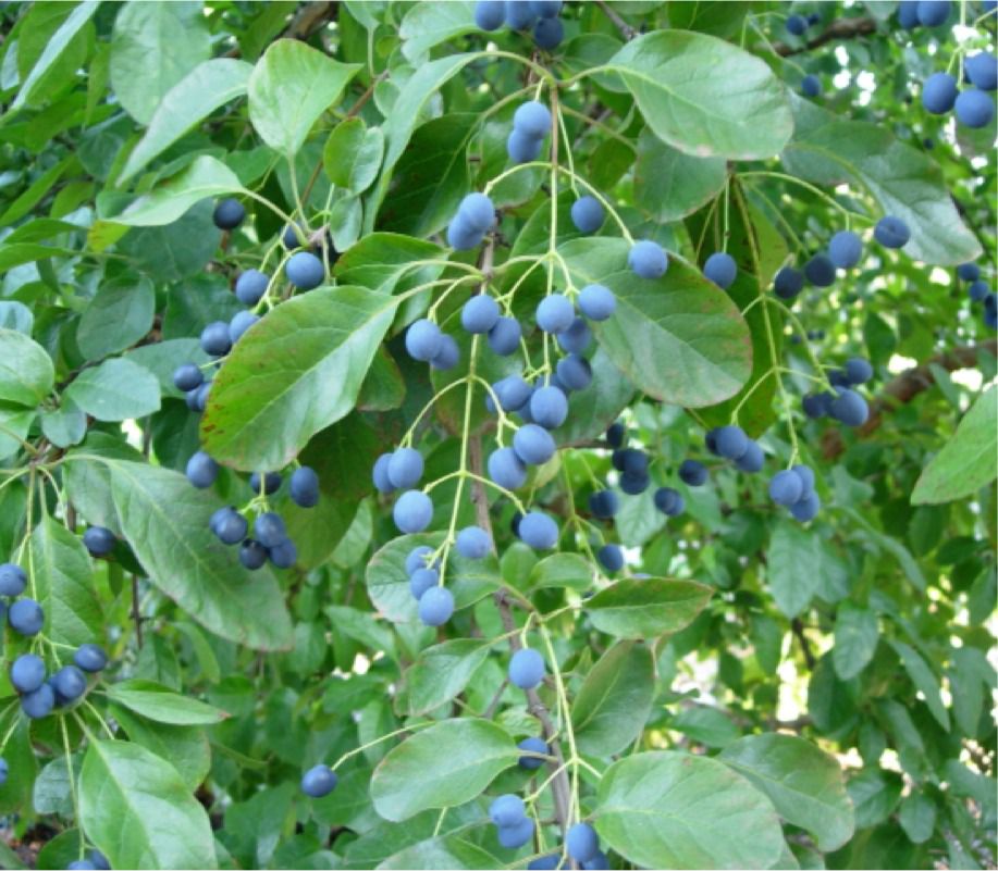 Blue fruit