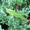 Broad-winged katydid
