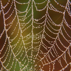 by Shrikrishna Bhat - Nature Up Close Webs