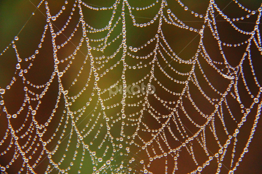 by Shrikrishna Bhat - Nature Up Close Webs