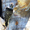 Nutall's Woodpecker