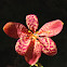 Blackberry Lily