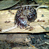 Tractor Millipede