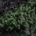 Mountain Fork Moss