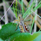 Bird Grasshopper