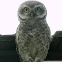 Spotted Owlet( ઘુવડ )