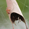 Leaf Curling Spider