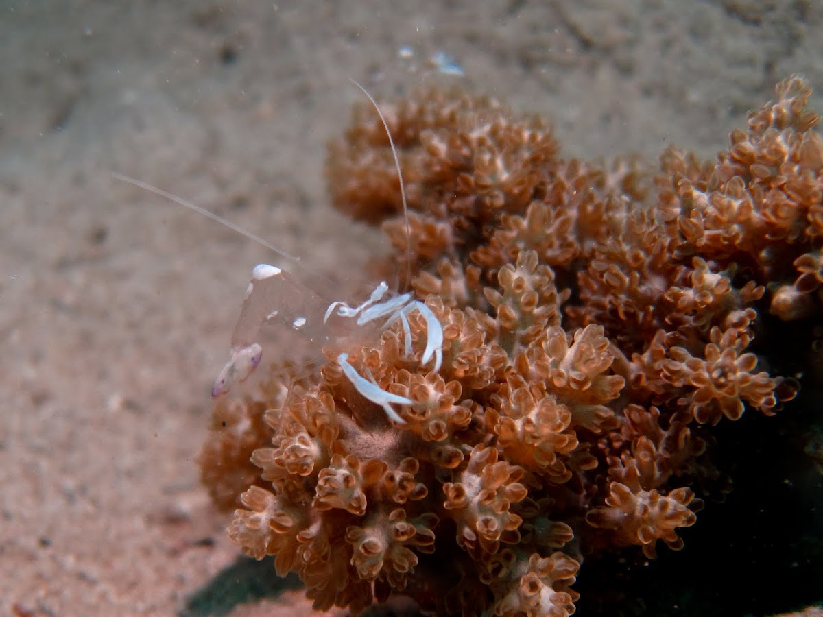 Magnificent Anemone Shrimp